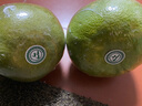 大象芭蕾泰國青柚子金柚進(jìn)口新鮮水果白心柚蜜柚翡翠柚現摘柚子 【巨無(wú)霸大果】?jì)蓚€(gè)6.5-7斤 曬單實(shí)拍圖