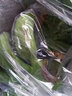 栩季（XUJI）廣西小米蕉新鮮香蕉9斤當季水果整箱自然熟小香芭蕉海南皇帝香蕉 3斤 曬單實拍圖