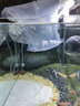 活體寵物一線飛狐魚活體 熱帶觀賞淡水寵物草缸工具除絲毛藻油膜黑毛藻 一線飛狐（2-3CM）10條裝 曬單實(shí)拍圖