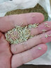 簡雪太陽花種子重瓣混色盆栽四季種植易活花籽室內(nèi)外陽臺庭院花卉種子 太陽花種子1斤 曬單實拍圖
