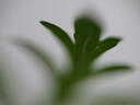老蛙（LAOWA） MFT 50mm F2.8 Macro微距鏡頭2倍放大M43口 黑色 微單M/43卡口 曬單實(shí)拍圖