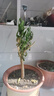 夜來香 6年大苗 夜來香花苗盆栽陽臺庭院夏季草樹苗夜來香植物花卉當年開花 南方北方均可種植 7年苗 帶土球發(fā)貨 曬單實拍圖