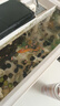 喜瑞金魚飼料泰獅蘭壽魚糧藍(lán)綠藻增色增體育成小金魚上浮sera下沉魚食 喜瑞蘭壽金魚70克（下沉） 曬單實拍圖