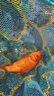 千壽釣線(xiàn)柔軟魚(yú)線(xiàn)日本進(jìn)口超強拉力競技黑坑尼龍線(xiàn)釣魚(yú)線(xiàn) 子線(xiàn)1.5 曬單實(shí)拍圖