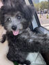 泰迪幼犬純種灰泰迪貴賓犬茶杯犬長不大小體狗小型犬活體狗寵物狗 寵物級 灰泰迪 公 曬單實(shí)拍圖