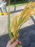 臣埠新仿真稻谷水稻穗塑料花假花擺件麥穗干花束客廳擺設一枝仿真麥穗 枝仿真麥穗 曬單實拍圖