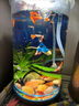勛貍粑孔雀魚(yú)繁殖盒母魚(yú)小魚(yú)缸隔離盒觀(guān)賞魚(yú)繁殖盒帶吸盤(pán)產(chǎn)卵房孵化盒 缸外獨立孵化盒[多功能二合一 曬單實(shí)拍圖