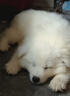 咯咪薩摩耶幼犬純種活體微笑天使熊版薩摩大型犬雪橇犬薩摩耶犬寵物狗 寵物級 曬單實(shí)拍圖