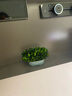馨顏植辦公室桌面小盆栽好養四季常青無(wú)需澆水的盆景植物家居裝飾小綠植 【辦公招財】黃楊小盆栽【16*11CM】 曬單實(shí)拍圖