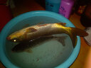 狼王魚鉤快刀手研伊勢尼伊豆魚鉤有倒刺漁具 釣魚鉤 鎢鋼鉤無倒刺 伊豆06#有倒刺 曬單實拍圖