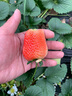 瑤草奇花草莓苗奶油地栽四季結果盆栽食用秧苗特大棚露天陽(yáng)臺種植當年結果 黑色育苗盆2盆 曬單實(shí)拍圖
