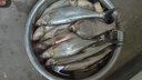 黃金眼 2022新款兄弟鰱大物浮標(biāo)浮釣鰱鳙魚漂釣大頭魚加粗醒目漂尾 兄弟鰱XD-01 3號(hào)一支 曬單實(shí)拍圖