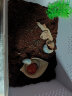 宠以沫（CHONG YIMO）独角仙幼虫宠物大个体甲虫活物活体包活 幼虫2只 实拍图