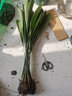 雅卉四季長(cháng)青室內客廳觀(guān)葉植物綠植盆景一葉蘭室內綠葉花卉盆栽 20棵苗效果 不含盆 曬單實(shí)拍圖
