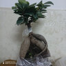 亞招   四季常青耐寒榕樹(shù)造型樹(shù)樁盆景苗室內植物人參榕小葉榕樹(shù)盆栽綠植 小人參榕15~20厘米 不含盆 曬單實(shí)拍圖