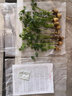 大禹根芹苗芹菜苗大頭蔬菜小香芹籽青菜陽(yáng)臺盆栽秋冬季家庭 地中海根芹菜苗 10棵 曬單實(shí)拍圖