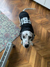 小不點(diǎn)狗狗衣服FBI 大狗衣服秋冬裝 中大型犬寵物服裝金毛薩摩拉布拉多 FBI加厚款-黑色 M-胸圍80 背長(zhǎng)60（適合30-40斤中大型犬） 曬單實(shí)拍圖