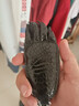維塔斯 格拉喬夫（Vitas Glajofu）鱷魚皮鑰匙包男真皮簡約汽車鎖匙包腰掛多功能卡包鱷魚爪鑰匙扣 鱷魚皮鑰匙包帶爪子 曬單實拍圖