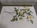 薔薇秘事(精) 曬單實(shí)拍圖