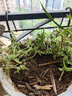 驅(qū)蚊草驅(qū)蚊植物天竺葵室內(nèi)防蚊香草驅(qū)蚊子綠植花卉香葉盆栽地栽苗 不帶盆2盆 10-15厘米 曬單實(shí)拍圖
