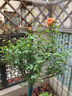 嫁接樹樁月季花樹苗棒棒糖型國(guó)月帶花苞樹狀花卉月季樹苗特大花 中國(guó)紅（花量大 重復(fù)開） 2公分粗度【花期帶花發(fā)貨】 曬單實(shí)拍圖