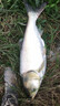 博菲特日本長(cháng)竿超硬19調16米打窩竿釣魚(yú)竿逗釣巨物長(cháng)節超長(cháng)炮竿遠距離 新款二代（12米+前兩節+竿包） 曬單實(shí)拍圖