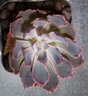 迎虞花苑精品多肉植物雙頭群生多肉植物帶盆栽好室內(nèi)植物盆栽花卉 晚霞之舞雙頭 6厘米盆帶盆 曬單實(shí)拍圖