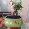 孫凱（SUNKAI）榆樹(shù)盆栽提根盆景懸崖盆景造型盆景辦公室綠植盆栽盆景帶原土發(fā)貨 中號(hào)榆樹(shù)提根 曬單實(shí)拍圖