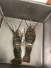 愛唯月生鮮 龍蝦 大龍蝦 澳洲大龍蝦青龍蝦波士頓龍蝦花龍蝦蝦仁海鮮 【實惠劃算】3只各0.8-1斤青龍蝦 曬單實拍圖