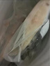 沢素灣 格陵蘭鰈魚(yú)塊 正宗庸鰈魚(yú)鰈魚(yú)片嬰兒寶寶生鮮輔佐食材送禮 500g（2-3片） 曬單實(shí)拍圖