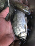 達摩 浮漂LC07新款蘆葦浮標(biāo)大浮力長竿深水庫釣鰱鳙漂13目加粗尾大物漂 紅袍LC07（加粗三目直徑2.2mm） 2號 曬單實拍圖