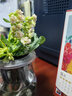 長(cháng)壽花植物盆栽花卉室內盆景重瓣帶花苞綠植辦公室盆栽水培植物 水培長(cháng)壽花1盆(顏色隨機) 含盆 曬單實(shí)拍圖
