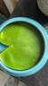 采緹（CAITI）水碗蓮一葉蓮 帶花苞睡蓮荷花大號(hào)小葉迷你水生家用睡蓮?fù)肷徎?中葉10片8-12公分 不含盆 曬單實(shí)拍圖