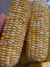 辰實(shí)云南水果玉米甜玉米 新鮮甜嫩水果玉米棒 甜玉米包谷 3斤【云南水果玉米】 曬單實(shí)拍圖