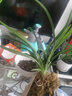 劉閣蘭花蘭花正格荷瓣黃金大富貴 現帶濃香花苞出售蘭草室內綠植花卉盆栽  4苗連體裸根帶花苞 曬單實(shí)拍圖