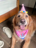 星恒夢(mèng)寵物生日派對布置用品狗狗蛋糕帽三角巾生日圍兜節日裝扮套裝道具 粉色口水巾生日款*1(66*46cm) 曬單實(shí)拍圖