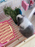 牛寵（niuchong）2025苜蓿草寵物兔子糧食磨牙飼料干草兔糧食品荷蘭豬龍貓主糧牧草 12A紫花苜蓿草720g 曬單實(shí)拍圖