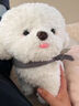 藍詩(shī)諾仿真比熊犬毛絨玩具茶杯犬Q版可愛(ài)狗狗公仔抱枕娃娃玩偶生日禮物 比熊白色-站 25厘米 曬單實(shí)拍圖