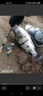 三只鸕鶿 倒釣鉛墜防掛底圓形柱型倒吊鉛配重鱖魚鱸魚釣組球狀棒餌 柱形10克 20個(gè) 送5枚倒釣鉤1/0# 曬單實(shí)拍圖