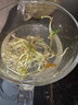 種花迷盆栽水培植物銅錢(qián)草含玻璃瓶室內桌面綠植花卉水養植物根莖 2個(gè)圓球+銅錢(qián)草根莖+彩石 曬單實(shí)拍圖