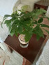 绿族（LVZU）水培发财树小盆栽绿植物办公室内桌面书房客厅水养盆景四季易养活 晒单实拍图
