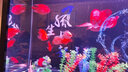 樂(lè )淘逸寵樂(lè )淘逸寵鸚鵡魚(yú)地圖戰船魚(yú)紅尾皇冠財神淡水熱帶觀(guān)賞魚(yú)活體 發(fā)財魚(yú)套餐四共13條魚(yú)發(fā)順豐 曬單實(shí)拍圖
