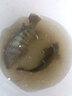 鑫美侖（SINMELON） 雙色釣魚(yú)珠珠四川珠珠釣法浮球水庫釣珠珠魚(yú)餌釣魚(yú)泡沫誘魚(yú)珠釣 【6MM】20枚雙色珠珠 曬單實(shí)拍圖