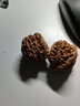 老農(nóng)哥文玩核桃淶水麻核桃天然把玩老款獅子頭收藏珍藏手玩核桃 滿天星獅子頭36-38mm一對(duì) 曬單實(shí)拍圖
