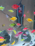云峰海瑞 小型热带鱼观赏鱼活体红绿灯鱼淡水水族鱼宠物虎(四间鱼)皮鱼 宝蓝凤凰鱼2条 实拍图