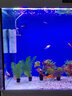 大禹德邦 魚(yú)缸凈水劑 除臭劑 澄清水質(zhì)劑 水族箱凈水寶 凈水液 水質(zhì)清澈劑 【凈水劑 + 硝化菌 + 水質(zhì)穩定】200ml 曬單實(shí)拍圖