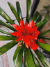 意軒鴻運(yùn)當(dāng)頭綠植盆栽花卉植物四季開(kāi)花室內(nèi)客廳水培植物紅星鳳梨水養(yǎng) 6年大苗含盆1棵含圓筒陶瓷花盆 曬單實(shí)拍圖