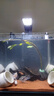 凡佰酷金晶超白魚缸定做訂制客廳魚缸 水族箱 任意鋼化玻璃水箱 40*30*30=5mm 金晶超白 當(dāng)天發(fā)貨,+缸 曬單實(shí)拍圖