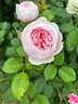 壹植1米8大苗薔薇花苗藤本月季陽(yáng)臺爬藤植物特大花四季開(kāi)花卉盆栽玫瑰 【粉色龍沙寶石】1.6-1.8米高 不含盆 曬單實(shí)拍圖
