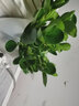 豆瓣綠青葉碧玉綠蘿植物辦公室盆栽室內綠植盆景豆瓣綠 豆瓣綠+白色自吸水盆 默認 曬單實(shí)拍圖